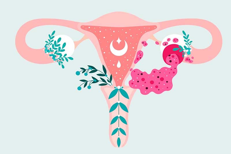 desenho de um sistema reprodutor feminino, com flores e plantas ao redor
