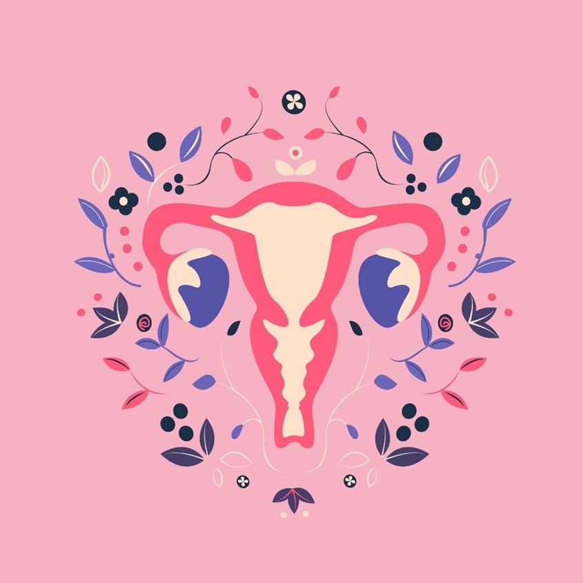 desenho de um sistema reprodutor feminino