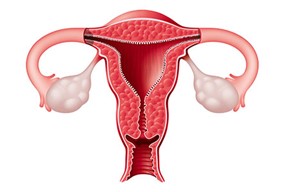 desenho de sistema reprodutor feminino 