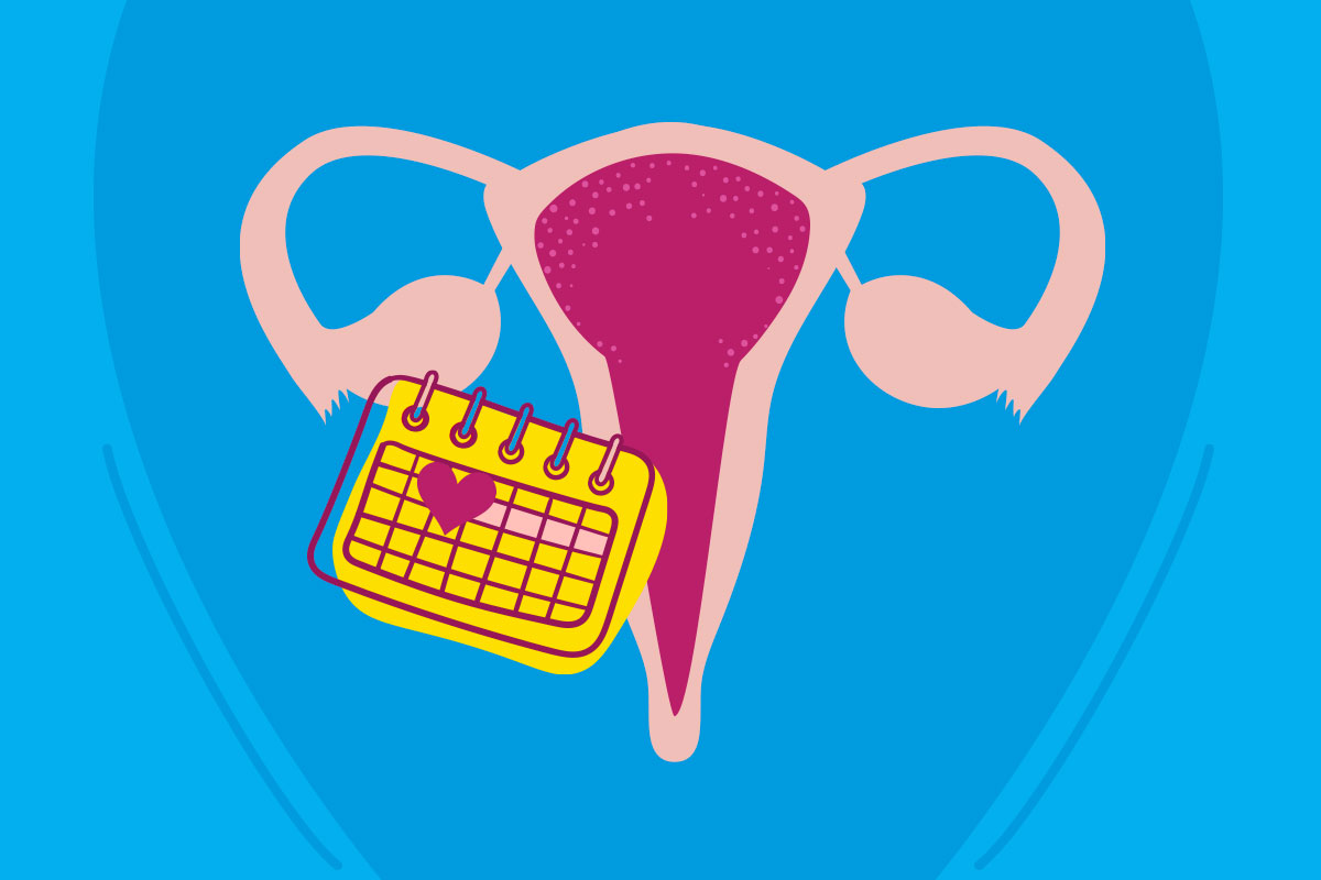 desenho de um sistema reprodutor feminino ao lado de um calendário