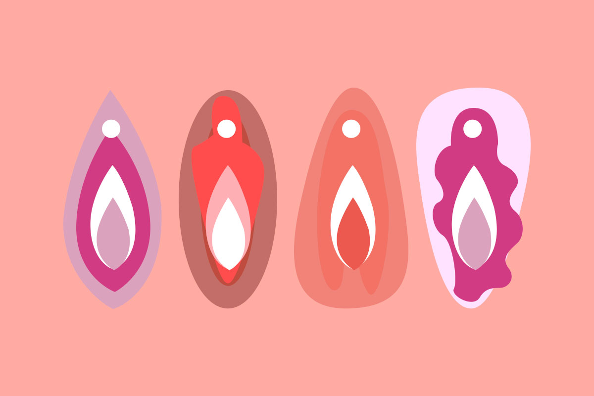 desenho de diferentes tipos de vulva