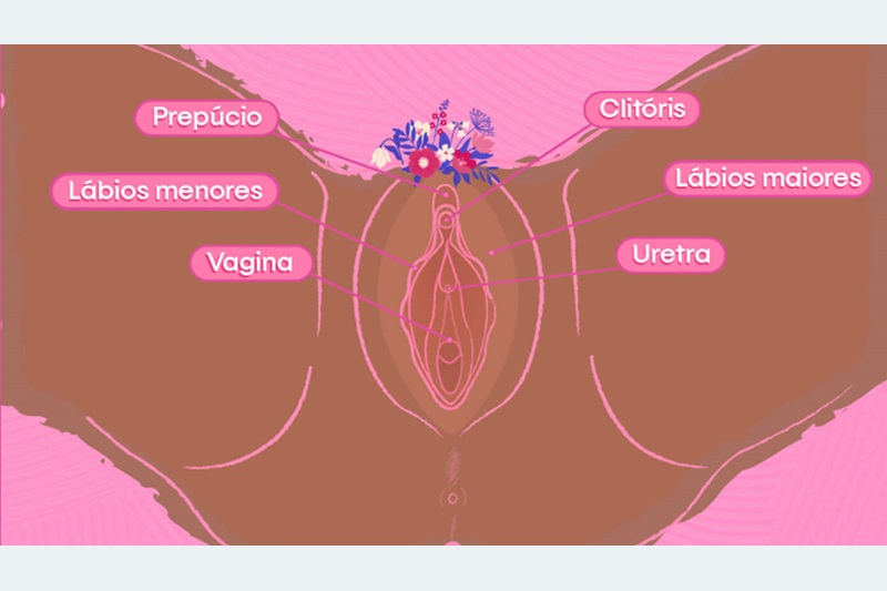 Vulva e vagina: entenda a diferença e a importância de cada parte da região  íntima feminina, Sexualidade, numero pequeno em cima
